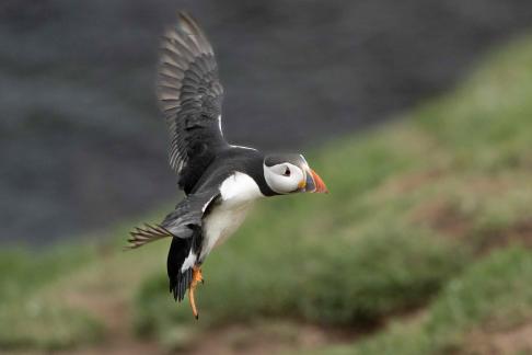 The puffin