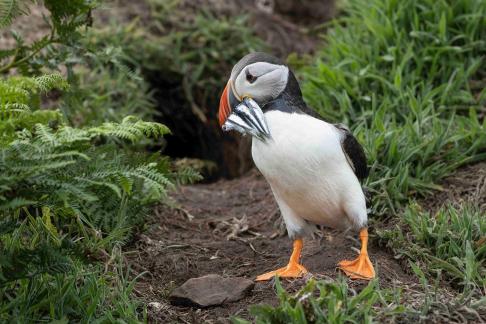 The puffin 1