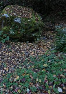 fallen leaves 2