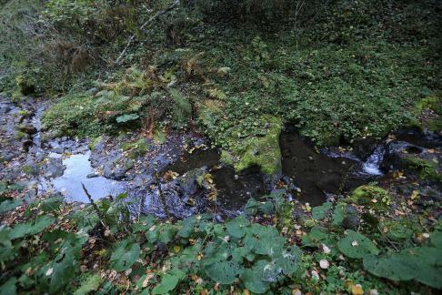 Deep forest spring water 3