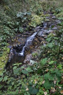 Deep forest spring water 4