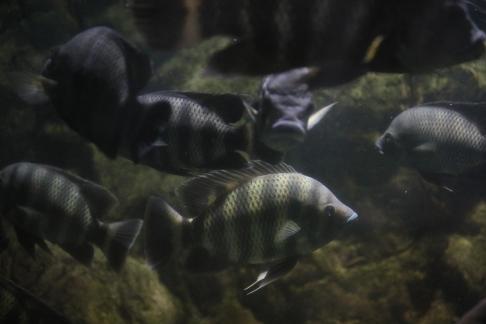Cichlids 1