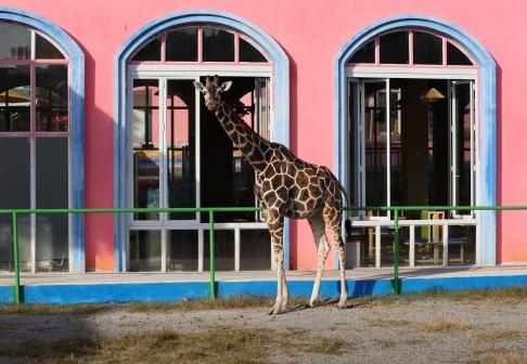 Giraffe in front of the window 1