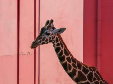 Giraffe in front of the window 3