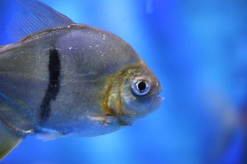 Metynnis hypsauchen 13