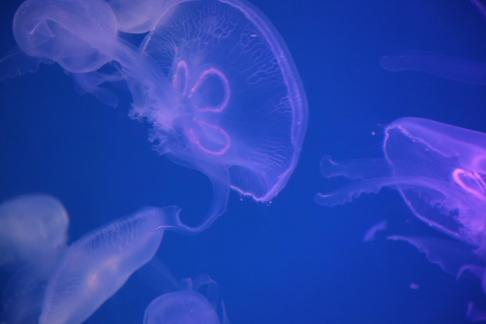 jellyfish 36