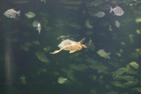 Yellow scavenger fish 5