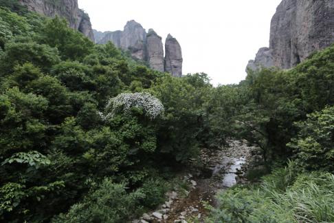 Thick greenery in the mountains 3