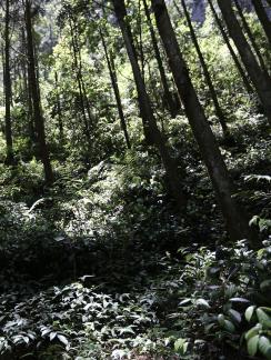 Shady path light feather