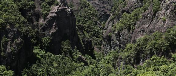 Mountain vegetation 6