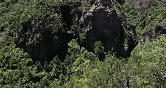 Mountain vegetation 8