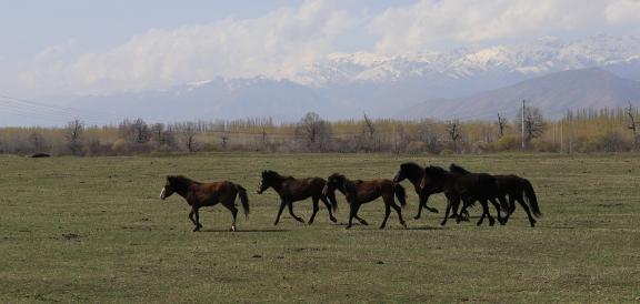 Grassland horse ranch 16