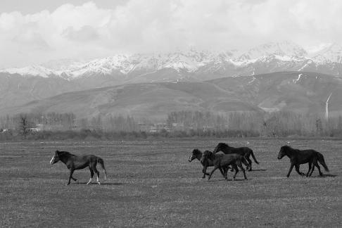 Grassland horse ranch 9