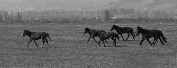 Grassland horse ranch 11