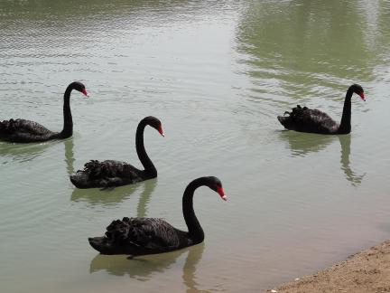The Land of Black Swans 7