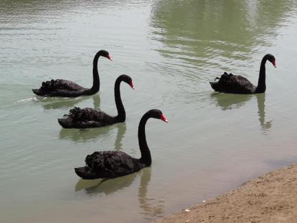 The Land of Black Swans 8