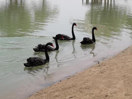 The Land of Black Swans 9