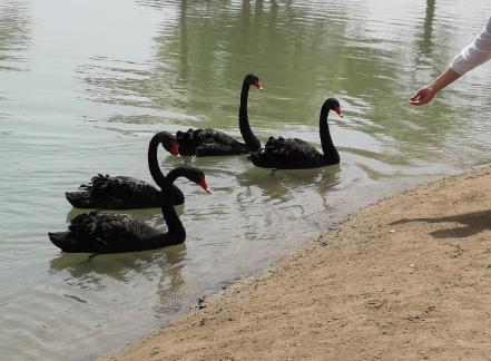 The Land of Black Swans 10