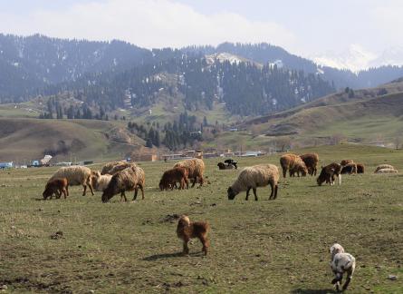 Grassland horse ranch 2