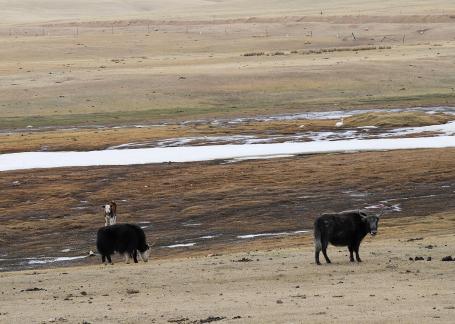 High mountain pasture 9