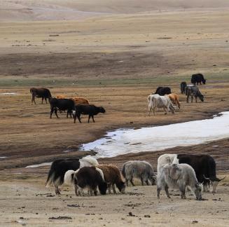 High mountain pasture 11