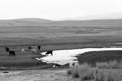 High mountain pasture 13