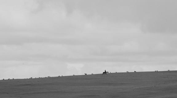 High mountain pasture 14