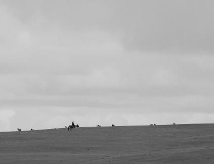 High mountain pasture 15