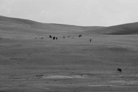 High mountain pasture 16