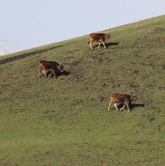High mountain pasture 1