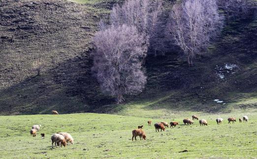 High mountain pasture 7