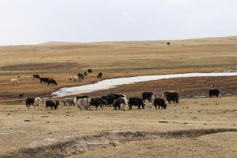High mountain pasture 8