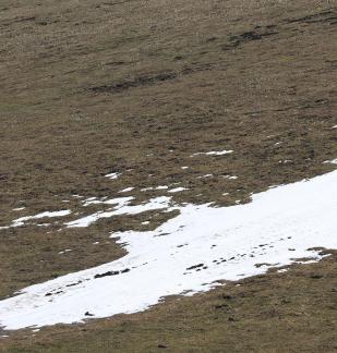 Winter Green Space 2