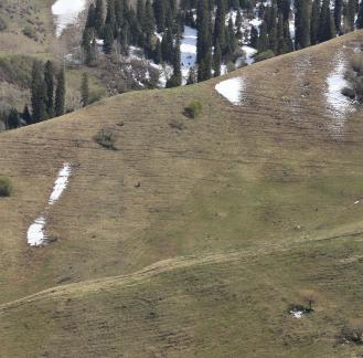 Winter Green Space 4