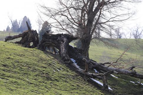 Cold Mountain Green Shadow 21