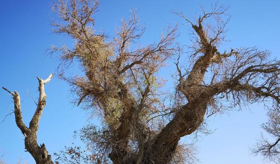 Desert vegetation 10