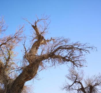 Desert vegetation 11