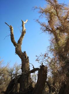 Desert vegetation 12