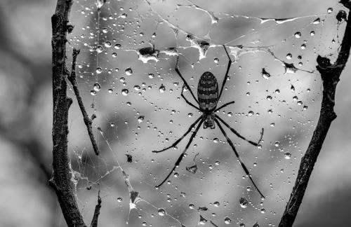 Hunting on rainy days