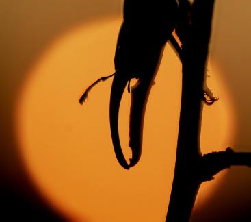 Capture light and shadow