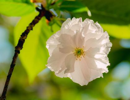Late cherry blossom 1