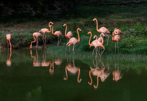 a flock of flamingos