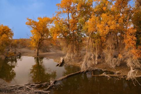 Populus euphratica forest