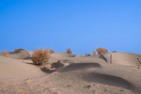 Desert Populus euphratica forest