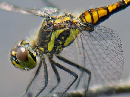 Common darter 2a