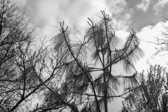 Pine and sky