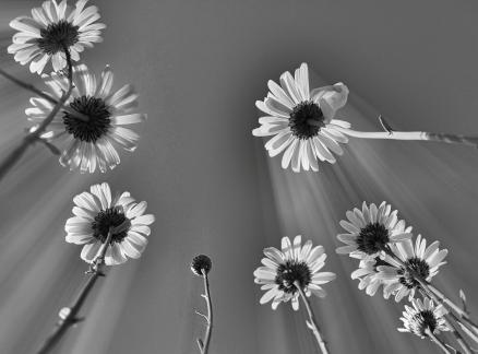 Daisy Skyscrape