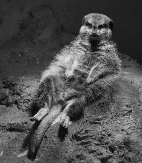 Relaxed Meercat