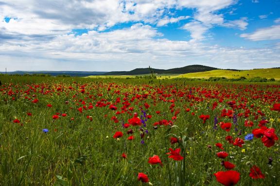 Poppies in the field