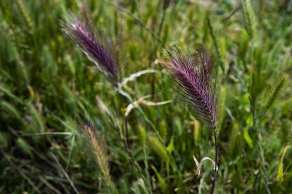 Weeds
